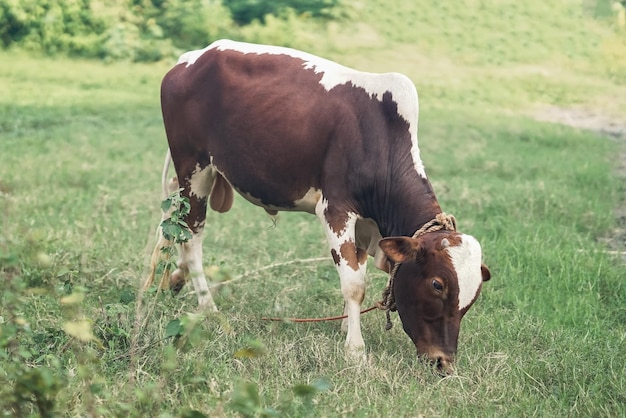 Photo le bétail de ponwar marche et mange de l'herbe sur la prairie verte