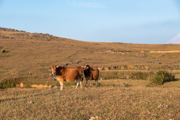 Le bétail sur le pré mange de l'herbe