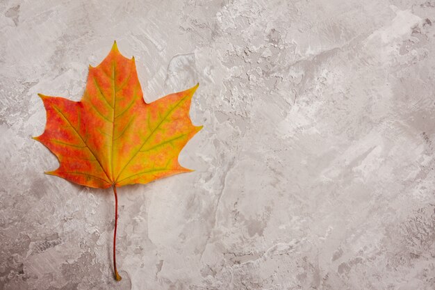 Béton fond gris clair avec feuille d'érable