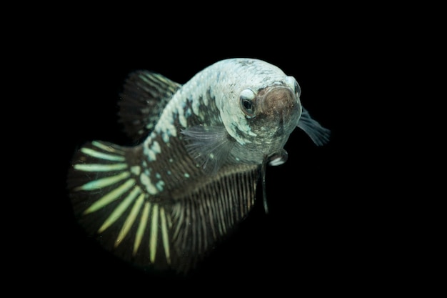 Betta Black Samurai Halfmoon Fighting Fish sur fond noir.