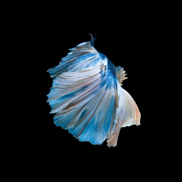 Betta bleu