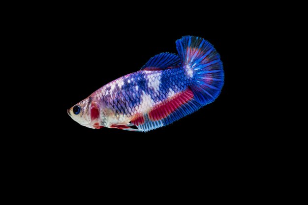 Betta coloré combattant le poisson sur fond noir