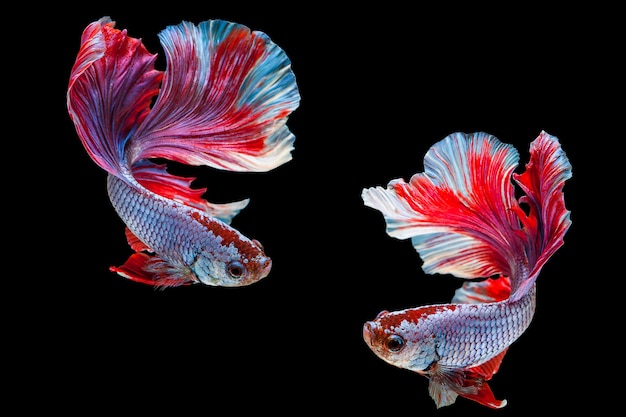 Betta poissons de combat siamois, poissons d&#39;aquarium thaïlandais populaires. Drapeau rouge blanc bleu de la Thaïlande