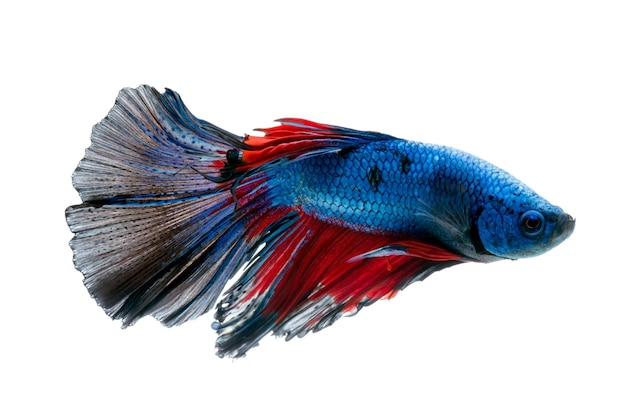 Bettas rouge bleu