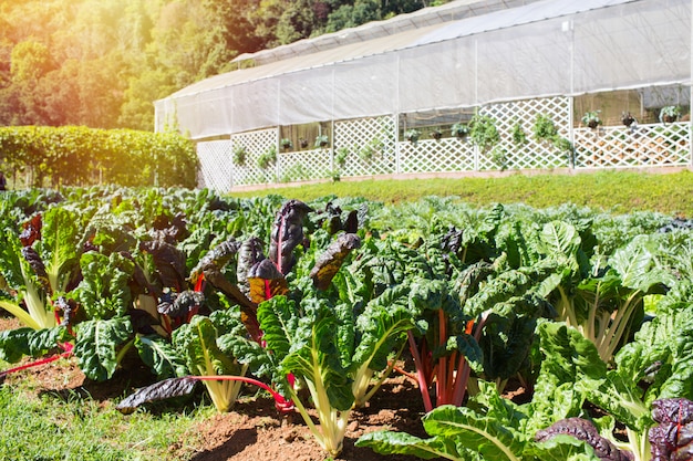 Photo bette à carde arc-en-ciel poussant sur un potager avec fond de serre