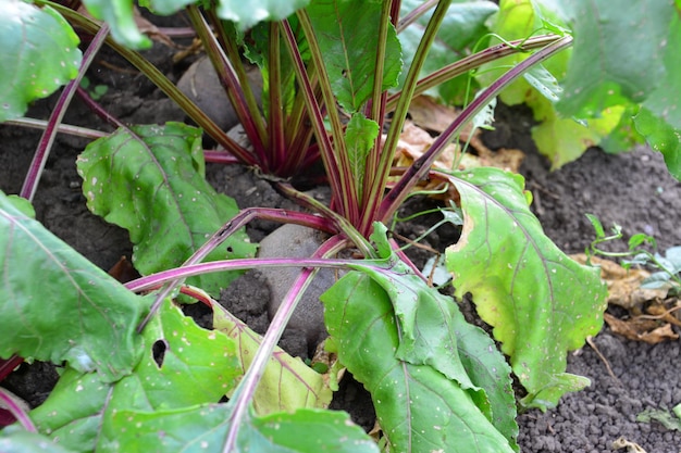 betterave avec des feuilles vertes sur le lit du jardin de près