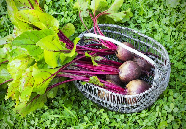 Betterave fraîche sur l'herbe dans un panier en osier