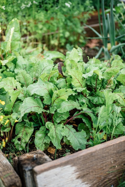 Betteraves au potager