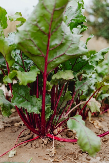 Betteraves biologiques fraîches poussant dans le jardin