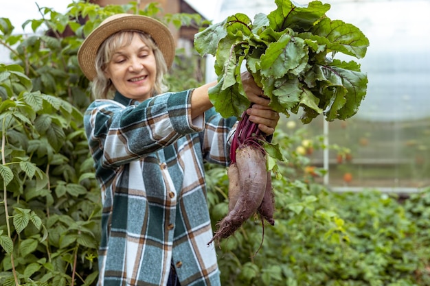 Betteraves entre les mains d'un jardinier cueillant des légumes sur sa ferme Agriculture biologique pour la nourriture végétarienne