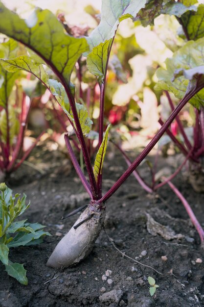 Betteraves fraîches dans le jardin