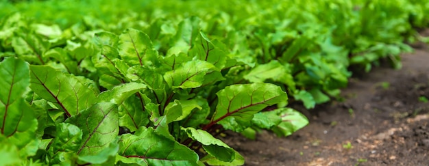 Les betteraves poussent dans le jardin