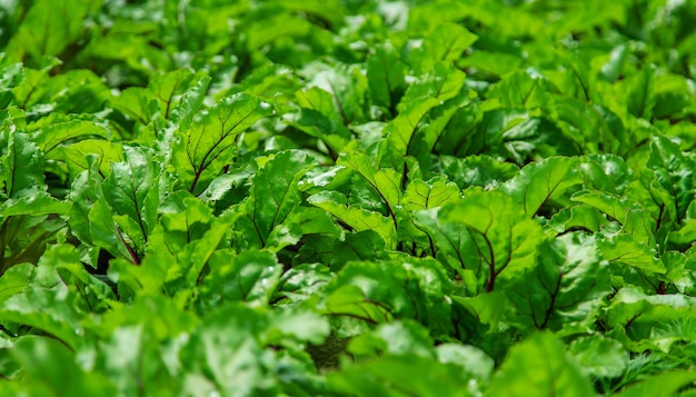 Les betteraves poussent dans le jardin