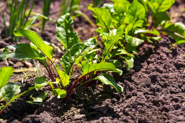 Betteraves qui poussent dans le jardin