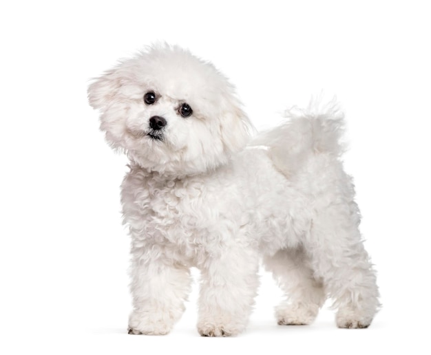 Bichon frisé debout contre un fond blanc