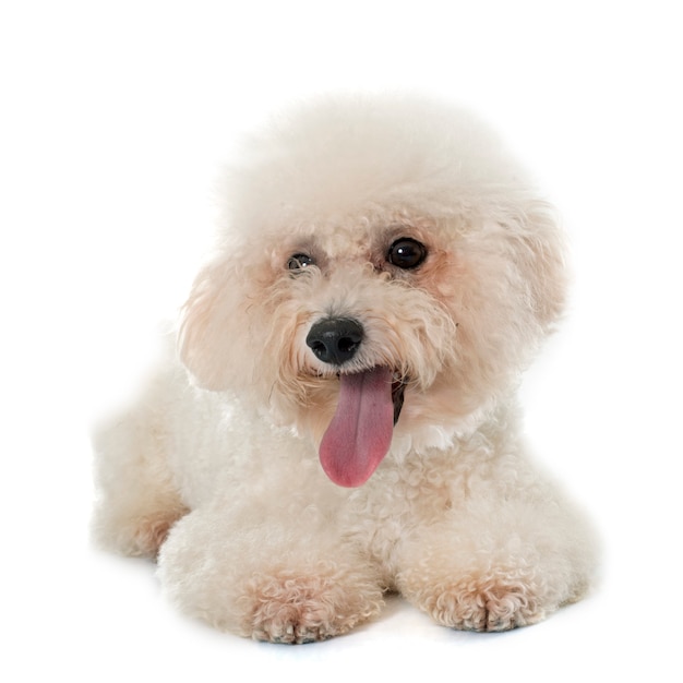 bichon de race pure frise