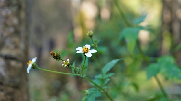 Bidens pilosa également connu sous le nom d'aiguilles espagnoles mendiant tiques black jack