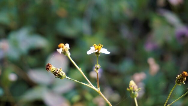 Bidens pilosa également connu sous le nom d'aiguilles espagnoles mendiant tiques black jack