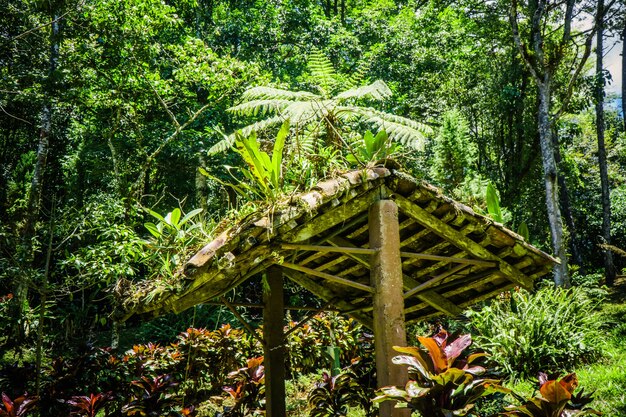 Photo bien au milieu de la nature avec une dominante verte