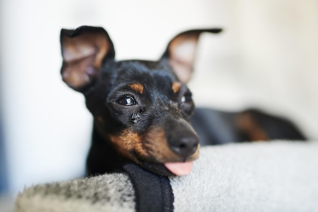 Bienvenue à la maison Je t'attendais Photo d'un adorable chien se reposant sur un lit à la maison