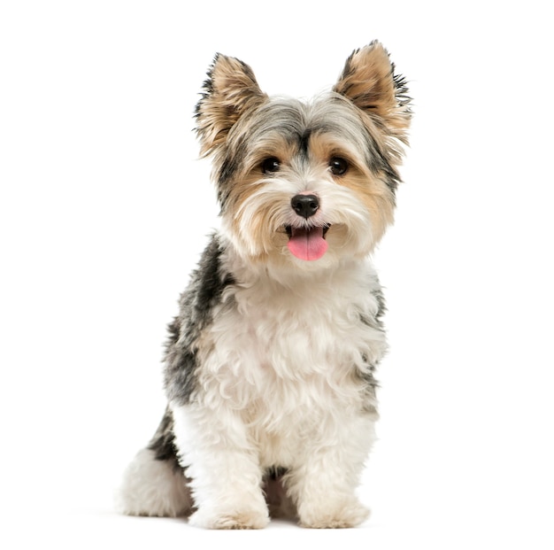 Biewer Yorkshire Terrier, 3 ans, in front of white background