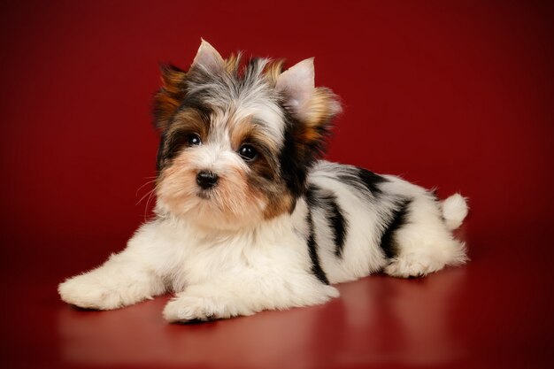 Biewer Yorkshire Terrier sur fond coloré