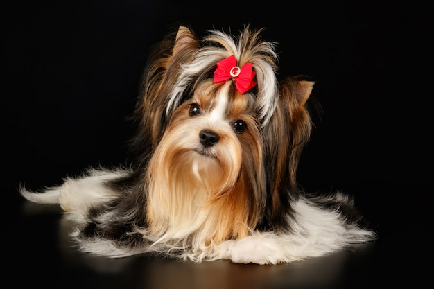 Biewer Yorkshire Terrier sur fond coloré