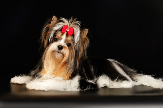 Biewer Yorkshire Terrier sur fond coloré