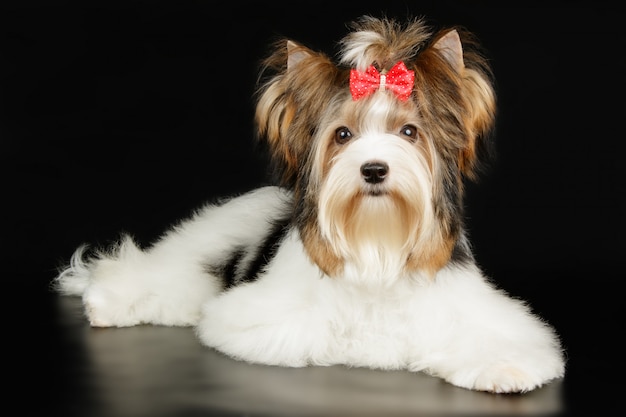 Biewer Yorkshire Terrier sur fond coloré