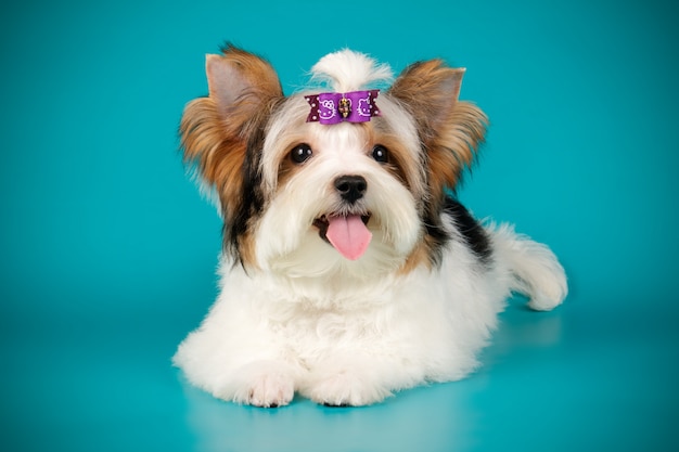 Biewer Yorkshire Terrier sur fond coloré