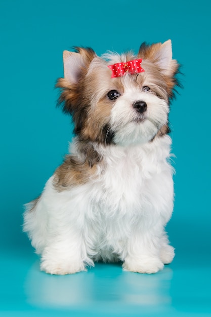 Biewer Yorkshire Terrier sur fond coloré