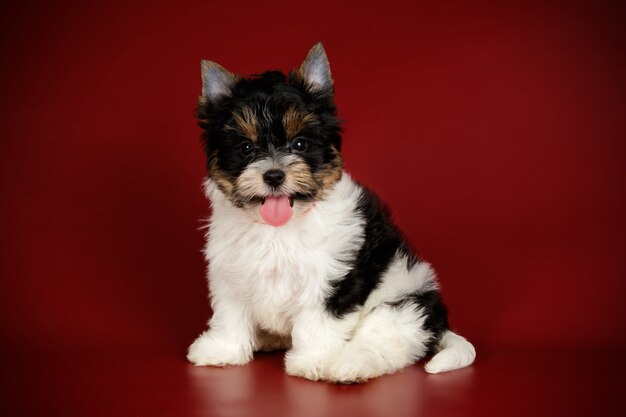 Biewer Yorkshire Terrier sur fond coloré