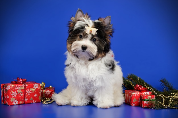 Biewer Yorkshire Terrier sur fond coloré