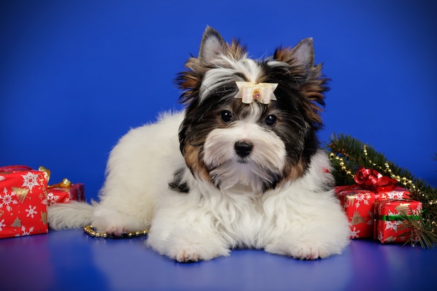 Biewer Yorkshire Terrier sur fond coloré