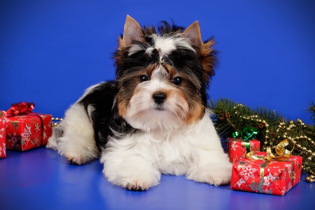 Biewer Yorkshire Terrier sur fond coloré