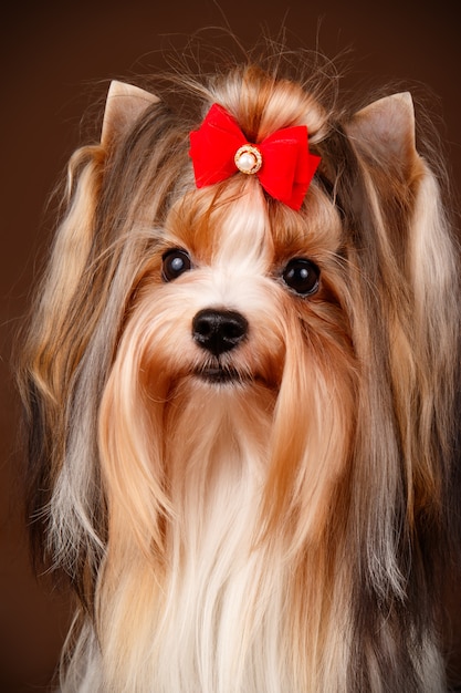 Biewer Yorkshire Terrier sur fond marron