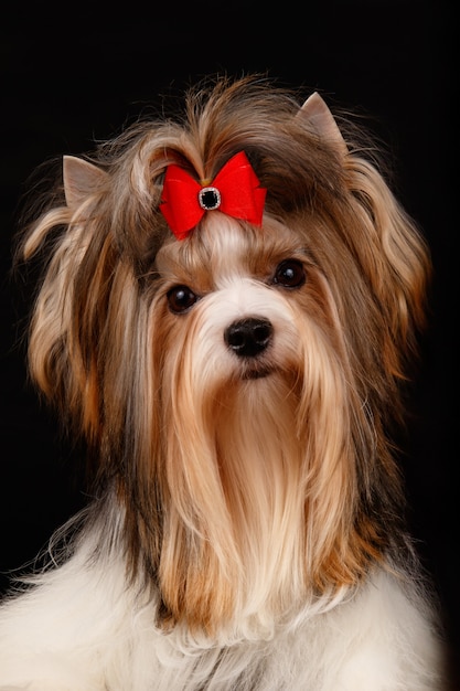 Biewer Yorkshire Terrier sur fond noir