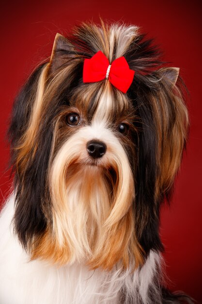 Biewer Yorkshire Terrier sur fond rouge