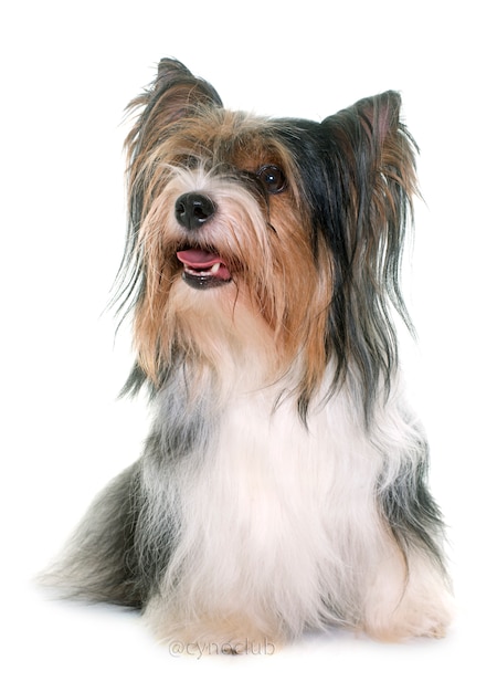 Biewer Yorkshire Terrier