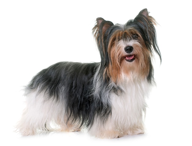 Biewer Yorkshire Terrier