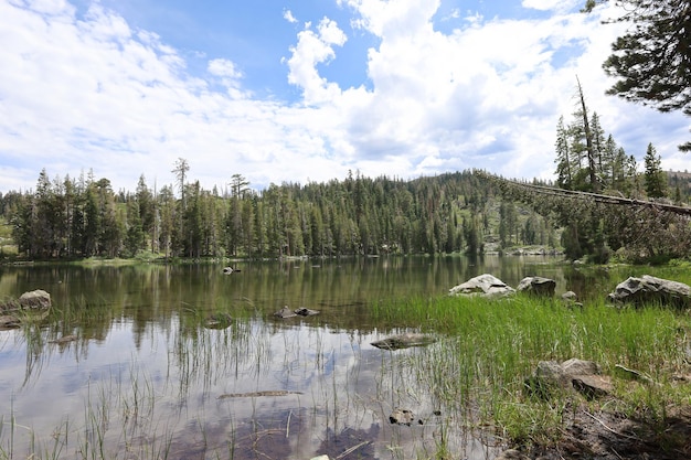 Photo big bear lake à la forêt d'eureka plumas en californie