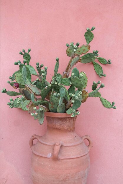 Big cactus plante dans un ancien pot à Peschiera del Garda Italie