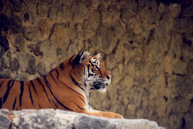 Big Tiger marchant autour du symbole du nouvel an chinois 2022