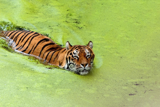 Big Tiger nageant parmi le lac vert Symbole du nouvel an chinois 2022