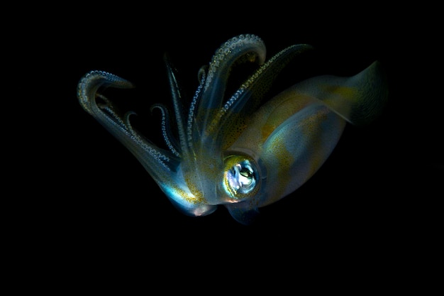 Bigfin Reef Squid chasse la nuit. Vie marine de Bali, Indonésie.