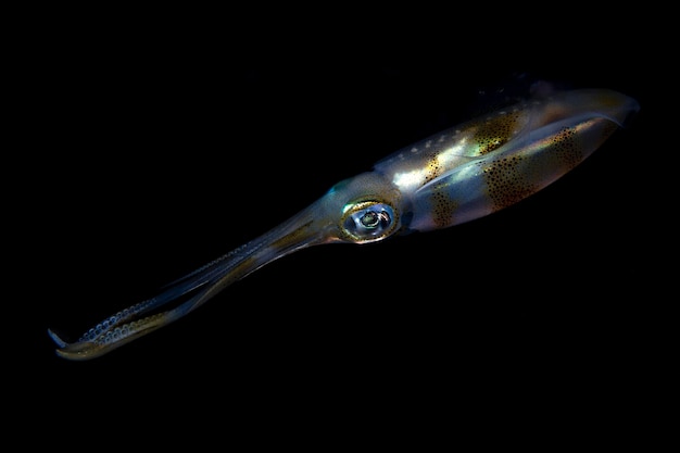 Bigfin Reef Squid chasse la nuit. Vie marine de Bali, Indonésie.