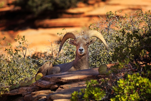 Photo bighorn ram au repos dans le parc national de zion