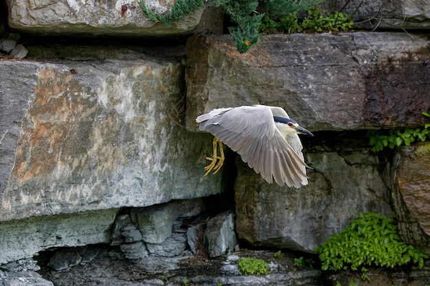 Photo le bihoreau gris nycticorax nycticorax adulte en vol