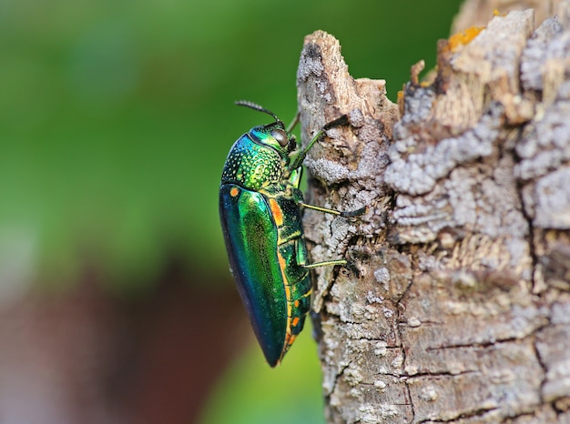 bijou coléoptère sur l&#39;arbre.