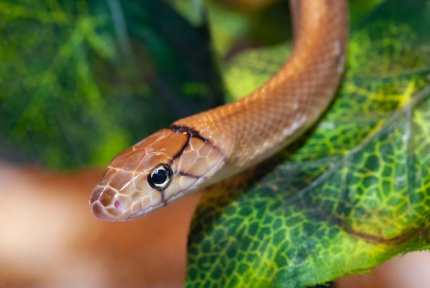Photo bijoux serpent indonésien ou coelognathus subradiatus.